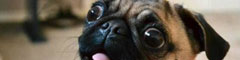 Dark Web Pug